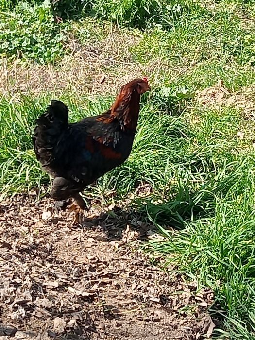 Vintage nemis porno rasmlar