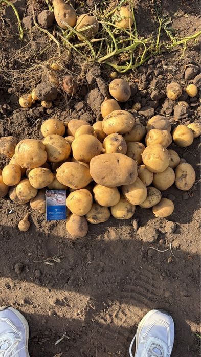 Продам картофель сорт Коломбо.