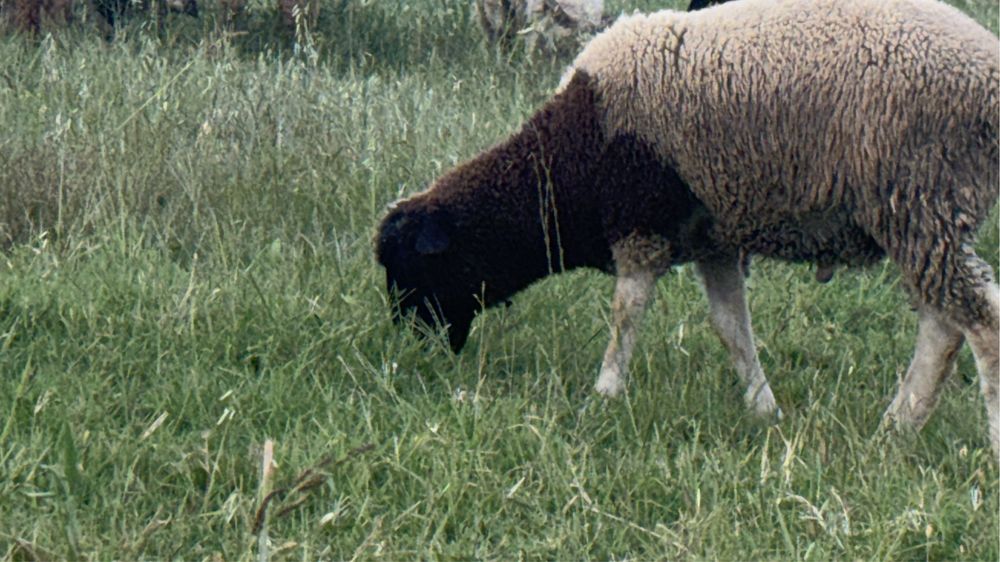 Berbecut metis dorper