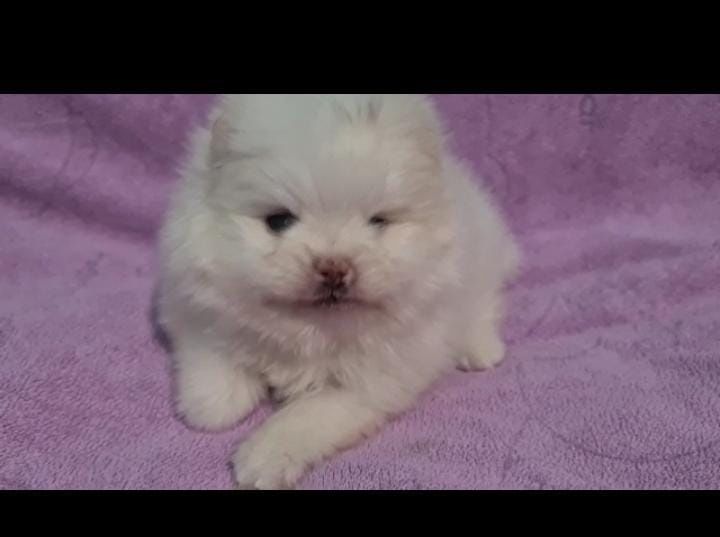 Померанский шпиц