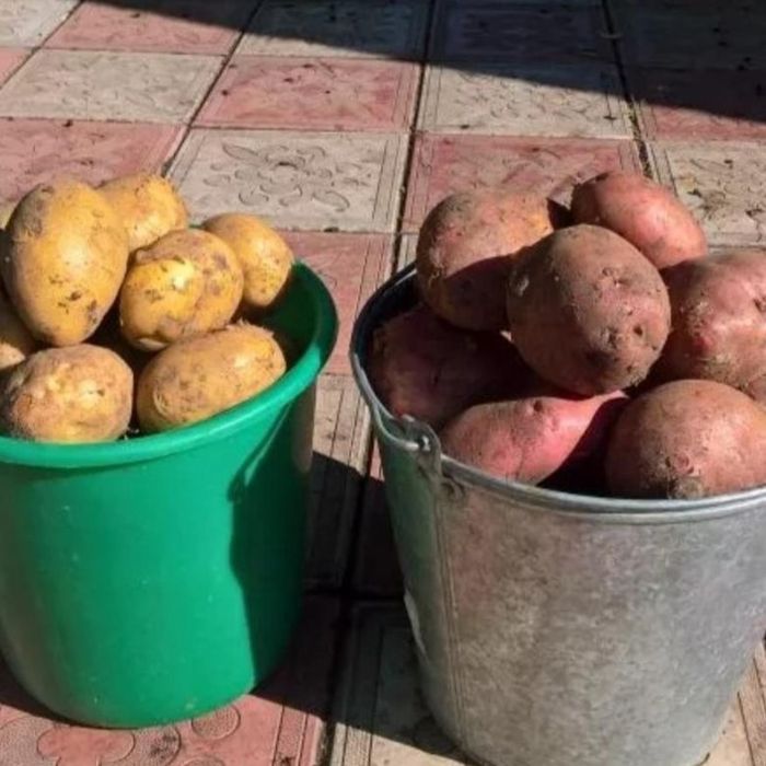 Картофель едовой.