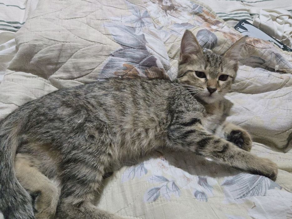 Отдам котят в добрые руки