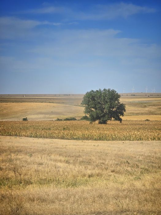 Vanzare/Inchiriere teren pășune 59 Ha-Ideal Parc Energetic