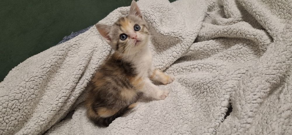 Скоттиш страйт девочка