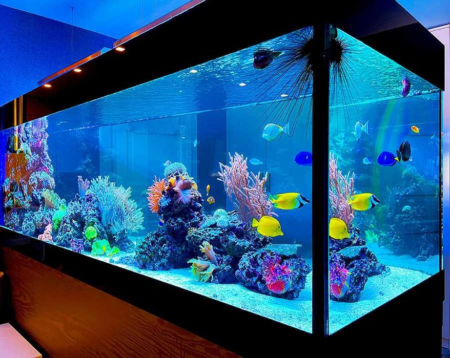 РЕМОНТ морских аквариумов AQUASTORE