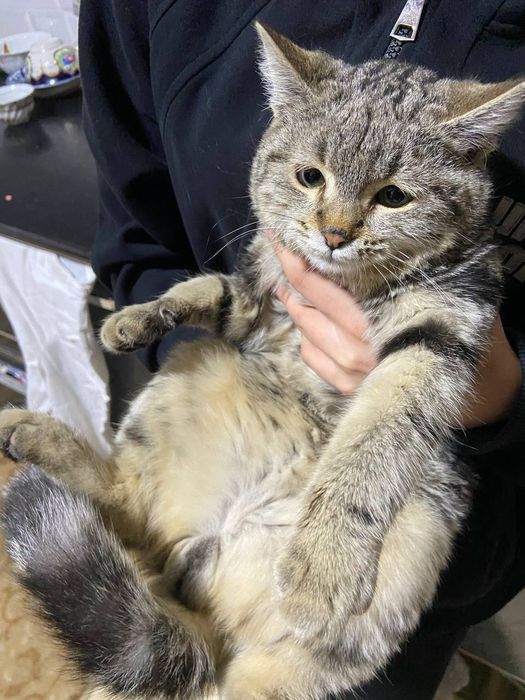 Mushuk sotiladi Shilshila zoti