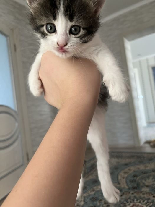 отдам котяток, уральск
