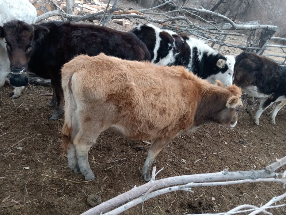 Сйыр.Карова Продам