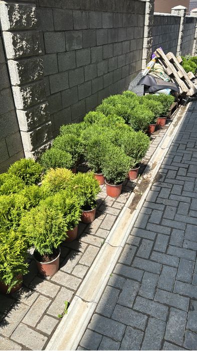 Туя шаровидные даника