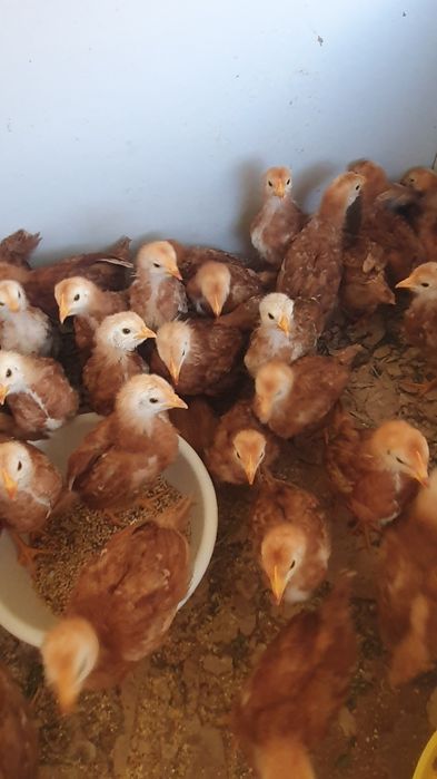 Кизил товук жужалари