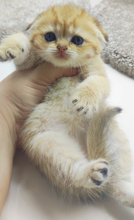 Вислоухая кошечка.