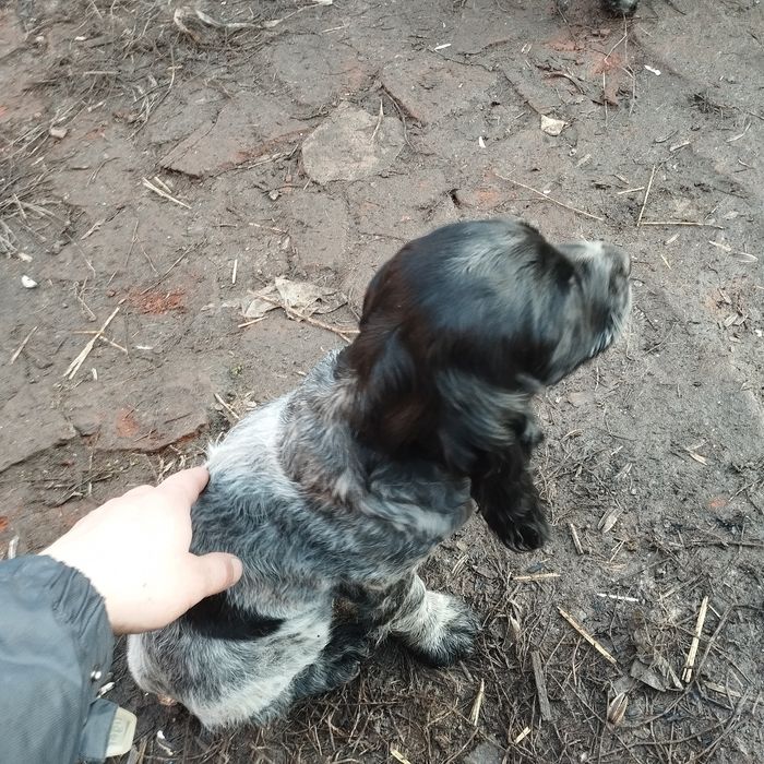 Щенки русской спаниэль