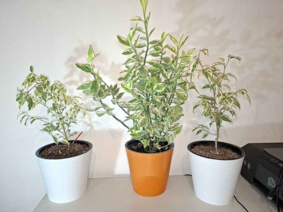 Продаются свои комнатные растения