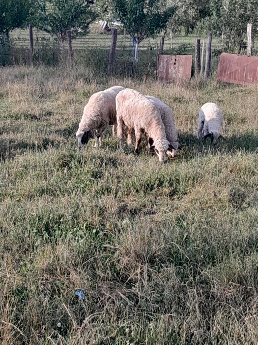 Vând o oaie cu miel și una stearpa și 2 berbecuti