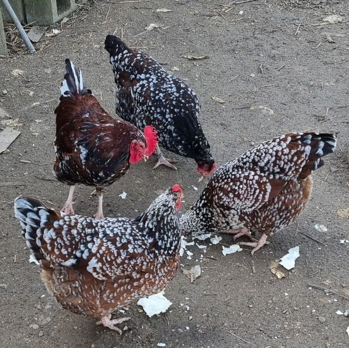 Oua albastre și găini de rasă, gaini și cocosi