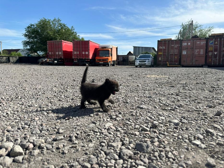 Котята бесплатно
