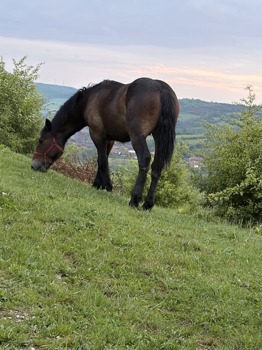 Vand sau schimb pe animale