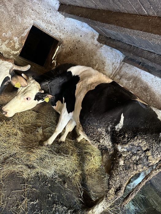 Vand juninca gestanta si metis Holstein