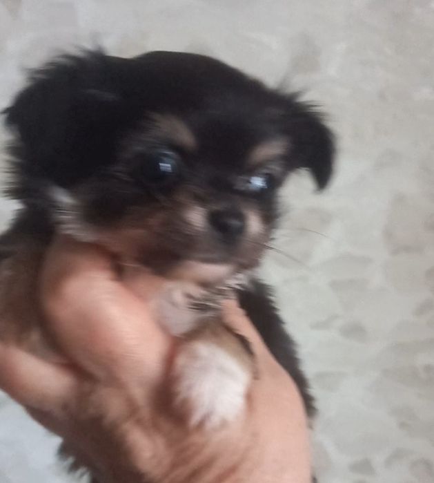 Щенок  мини чихуахуа