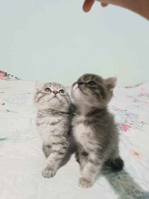 Милые котята домашние