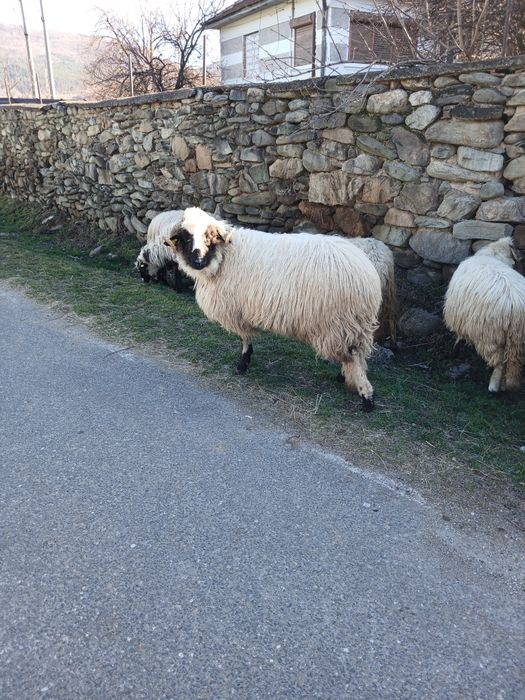 Berbecuț de vanzare