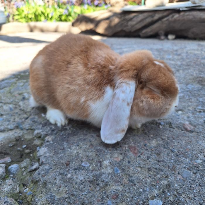 Декоративный кролик(баран)