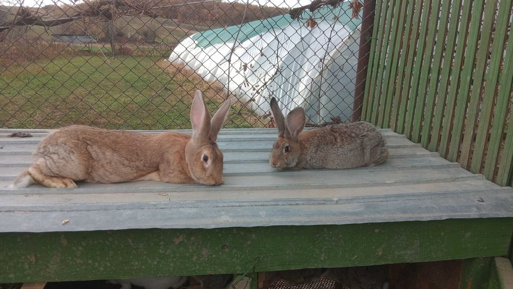 Vand iepurite Hycole Ffrancez