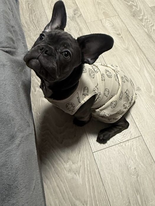 Bulldog francez blue ,mascul