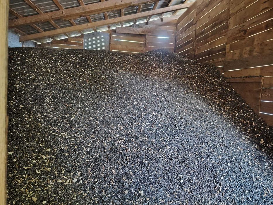 vand seminte floarea soarelui