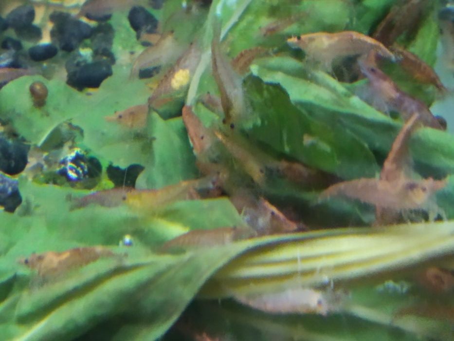 Аквариумные креветки вишня