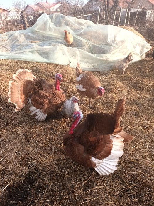 Schimb curcani  cu curcă