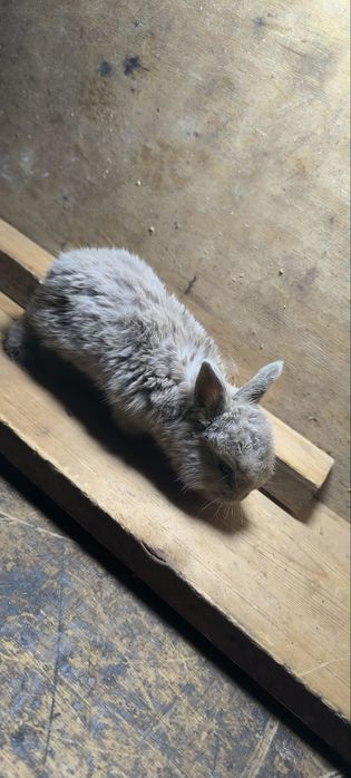 Har xil turdagi quyonlar bor SOTILADI