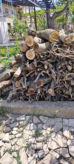 Xezumm sotila urik qurigan kesolilgani
