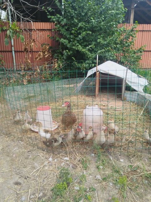 Продам  Индоуток