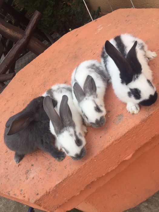 Vind iepuri rasa haicol francez și fluture german