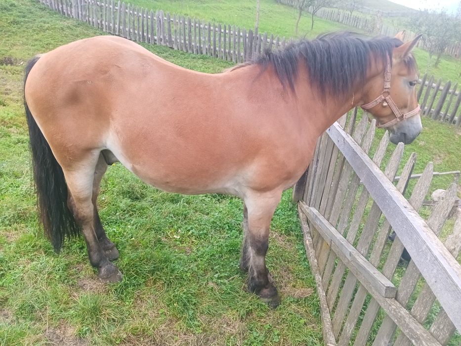 Cal de vânzare 4 ani