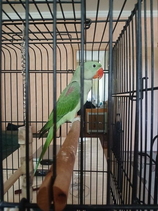 Александрский папугай.