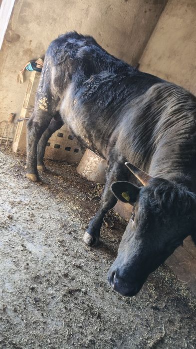 Продам быка. 2 года