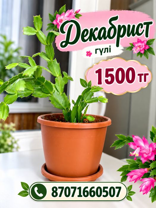 Продается комнатные растения