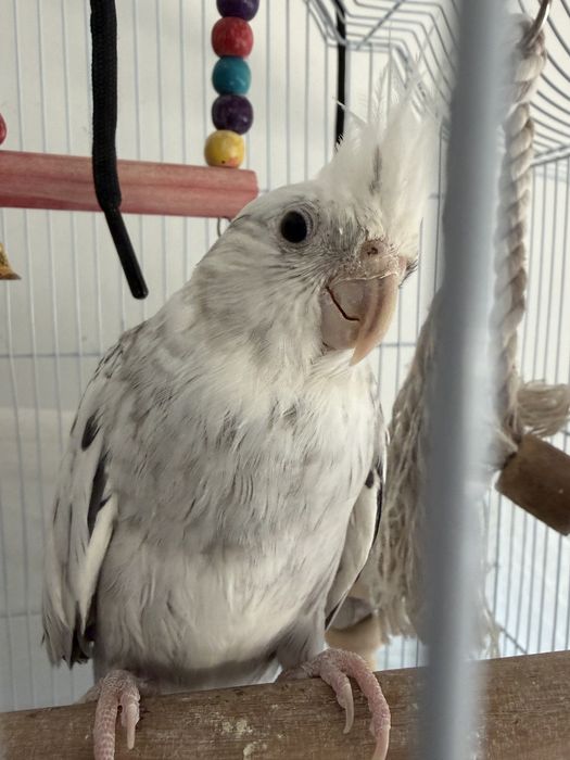 Papagali Nimfă (pereche) cu cușcă spațioasă – gata de un nou cămin
