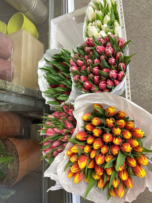 Тюльпаны оптом и в розницу 450 тенге