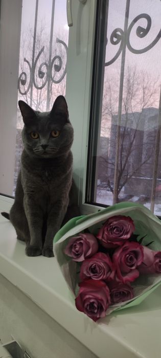 Отдам британскую кошечку в хорошие руки
