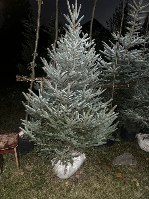 Brazi verzi și argintii