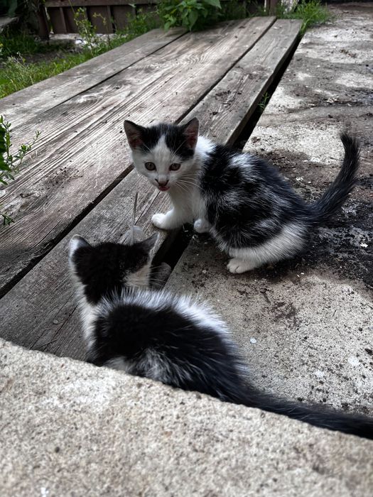Donam pisici mici care isi cauta familie.