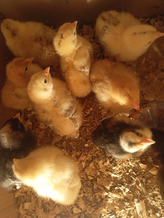 Шөже бар 1 апталық