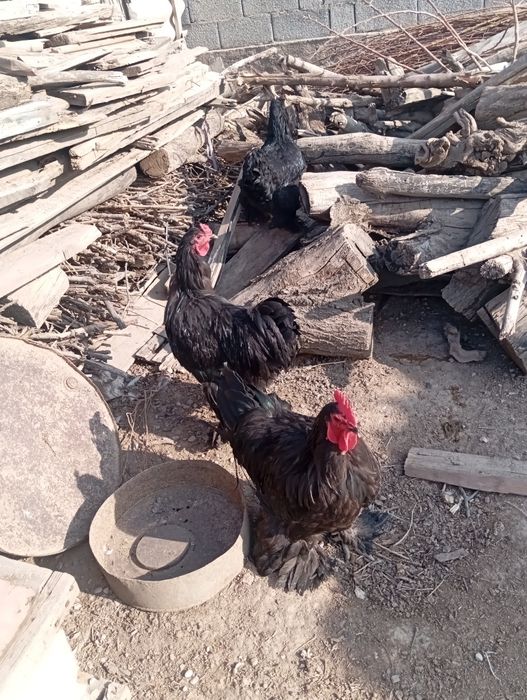 Черный кох сатылады