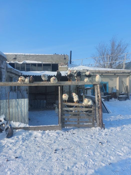 Продам петухи молодые домашние