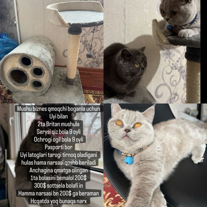 Britanskiy karotka sherstnaya