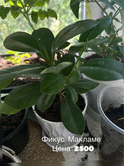 Продам комнатные цветы