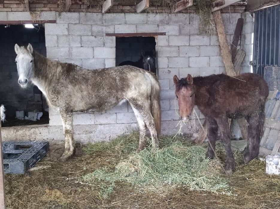 Продам кобылу с жеребёнком